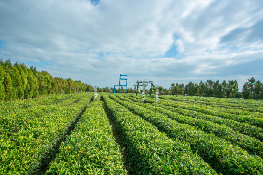 加油朋友，一起杨帆，2022船大地艺术节。